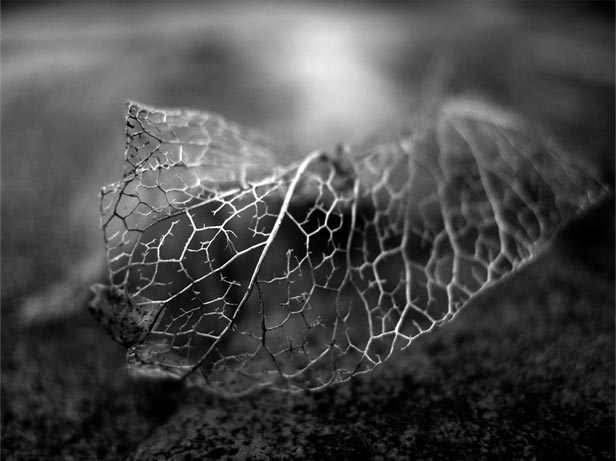 Autumn Impressions - photography Anna Kendler